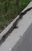 Imagem ilustrativa da imagem Infestação de cobras assusta em bairro de Niterói