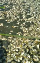 Imagem ilustrativa da imagem Lagoa de Niterói agoniza à espera de solução do governo estadual