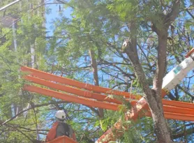 Imagem ilustrativa da imagem Mais de 2 mil árvores serão podadas em Niterói