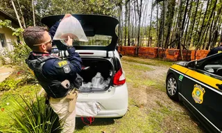 Imagem ilustrativa da imagem Mais de 20 arraias são resgatadas na Baixada Fluminense