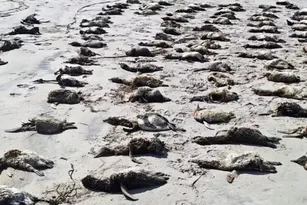 Imagem ilustrativa da imagem Mais de 700 pinguins são encontrados mortos em praias de SP