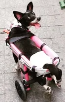 Imagem ilustrativa da imagem Morte de cachorra em condomínio de Niterói vira caso de polícia