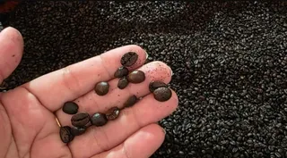 Imagem ilustrativa da imagem O café que você compra é fraudado? Entenda como identificar