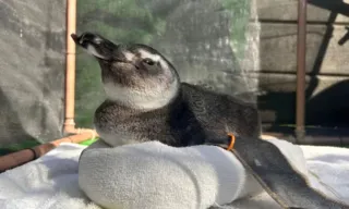 Imagem ilustrativa da imagem Onda de pinguins nas praias do Rio exige atenção; saiba como ajudar