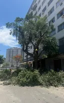 Imagem ilustrativa da imagem Replantio confirmado no Centro de Niterói após realização de obras