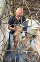 Imagem ilustrativa da imagem Resgatados 50 cães sem comida e água no Rio; vídeo