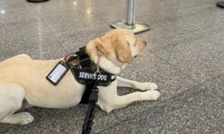 Imagem ilustrativa da imagem Sai decisão sobre viagem de avião do cão de menina autista de Niterói; veja