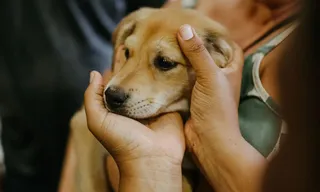 Imagem ilustrativa da imagem Shoppings de Niterói recebem feiras de adoção de pets neste sábado (26)