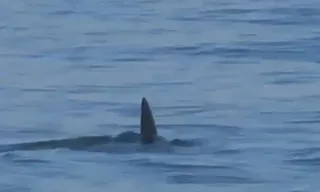 Imagem ilustrativa da imagem Tubarão assusta e causa correria em praia do Rio; veja o vídeo