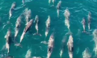Imagem ilustrativa da imagem Vídeo: baleia é flagrada 'dançando' com golfinhos na Região dos Lagos