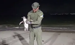 Imagem ilustrativa da imagem Vídeo: pinguim é resgatado em praia na Zona Sul de Niterói