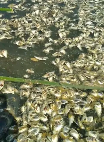 Lagoa de Niterói agoniza à espera de solução do governo estadual
