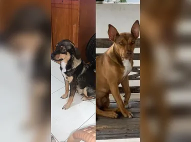 Imagem ilustrativa da imagem Cadelas de Mulher Abacaxi somem em Maricá; R$ 5 mil de recompensa