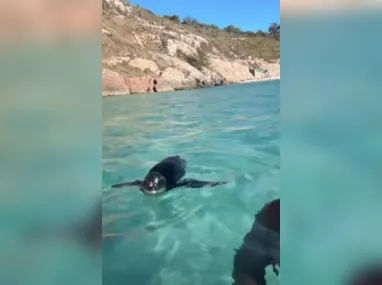 Imagem ilustrativa da imagem Casal é surpreendido por pinguim em Arraial do Cabo; vídeo