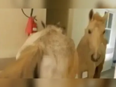 Carla Zambelli gravou um vídeo em suas redes sociais na terça-feira (3)