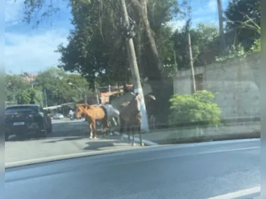 Imagem ilustrativa da imagem Cavalos soltos: um perigo nas ruas de Niterói
