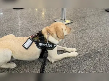Imagem ilustrativa da imagem Sai decisão sobre viagem de avião do cão de menina autista de Niterói; veja