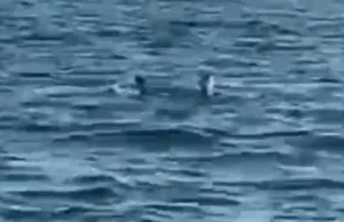 Ex-prefeito de Maricá salva cachorro de afogamento e acaba mordido; vídeo