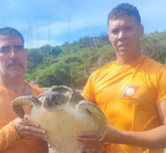 Tartarugas-marinhas são resgatadas após ficarem presas em rede