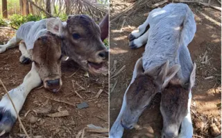 Imagem ilustrativa da imagem Bezerra nasce com duas cabeças na Bahia; veja vídeo