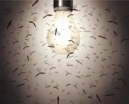 Imagem ilustrativa da imagem Bichinhos de luz: confira como se livrar dos insetos invasores
