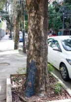 Imagem ilustrativa da imagem Árvores envenenadas na Tijuca?! Saiba o que está acontecendo
