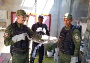 Imagem ilustrativa da imagem Cobra é resgatada no muro de uma casa em Maricá