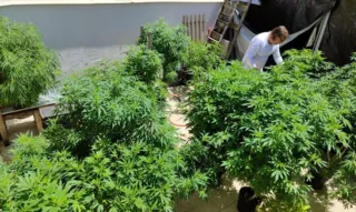 Imagem ilustrativa da imagem Especialistas querem melhorar acesso à planta medicinal da maconha