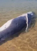 Imagem ilustrativa da imagem Filhote de baleia com cordão umbilical morre encalhado no Rio