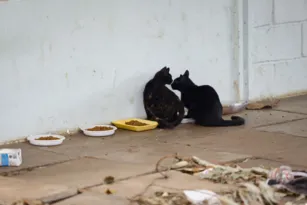 Imagem ilustrativa da imagem Gatos continuam abandonados em antigo prédio da Prefeitura do Rio