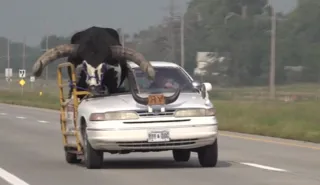 Imagem ilustrativa da imagem Motorista é flagrado levando touro gigante no banco do passageiro