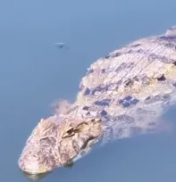 Imagem ilustrativa da imagem Olha quem apareceu! Jacaré é flagrado em parque de Niterói