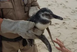 Imagem ilustrativa da imagem Pinguins são resgatados em duas praias do Rio
