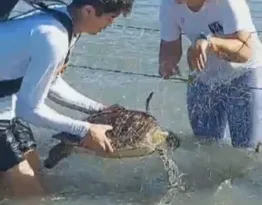 Imagem ilustrativa da imagem Tartarugas marinhas presas em rede são salvas em praia de Niterói
