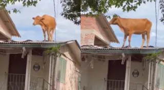 Imagem ilustrativa da imagem Vaca aparece em telhado de uma casa após enchentes no RS; vídeo