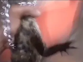 Imagem ilustrativa da imagem Vídeo: homem é preso acusado de manter jacaré em cativeiro no Rio
