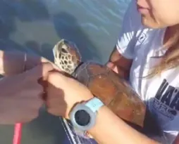 Imagem ilustrativa da imagem Vídeo mostra tartarugas resgatadas de redes de pesca em Niterói