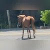 Imagem ilustrativa da imagem Cavalo solto em estrada alerta para acidentes em Niterói; vídeo