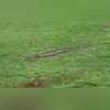 Imagem ilustrativa da imagem Cobra na Praça Arariboia: por que serpentes dão as caras nas cidades?