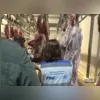 Imagem ilustrativa da imagem Uma tonelada e meia de carne de porco vai para o lixo na Baixada