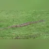 Imagem ilustrativa da imagem Vídeo: pedestres flagram cobra na Praça Arariboia em Niterói