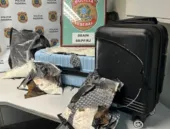 Mulher é presa com 7 kg de cocaína em aeroporto do Rio