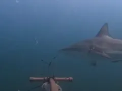 Dezenas de tubarões são vistos no mar da Ilha Grande; vídeo