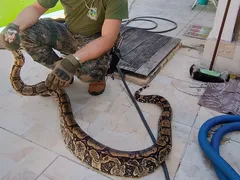 Moradora dá de cara com jiboia de 2,5 metros no quintal de casa
