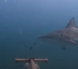 Dezenas de tubarões são vistos no mar da Ilha Grande; vídeo