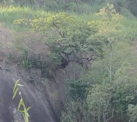 Morador descobre 'bonsai' do Karatê Kid em Niterói
