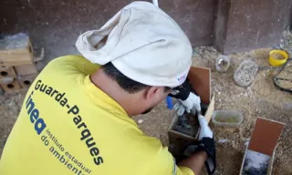 Imagem ilustrativa da imagem Aves silvestres encontradas mortas em casa na Baixada; vídeo