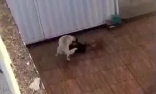 Imagem ilustrativa da imagem Briga entre cadelas acaba com homem preso em Niterói; vídeo forte