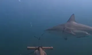 Imagem ilustrativa da imagem Dezenas de tubarões são vistos no mar da Ilha Grande; vídeo