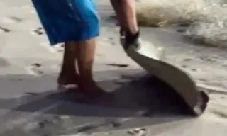 Imagem ilustrativa da imagem Flagrante: pescadores capturam arraias em extinção em Niterói; vídeo
